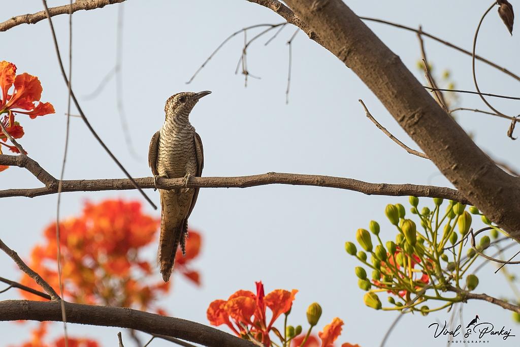 Banded Bay Cuckoo